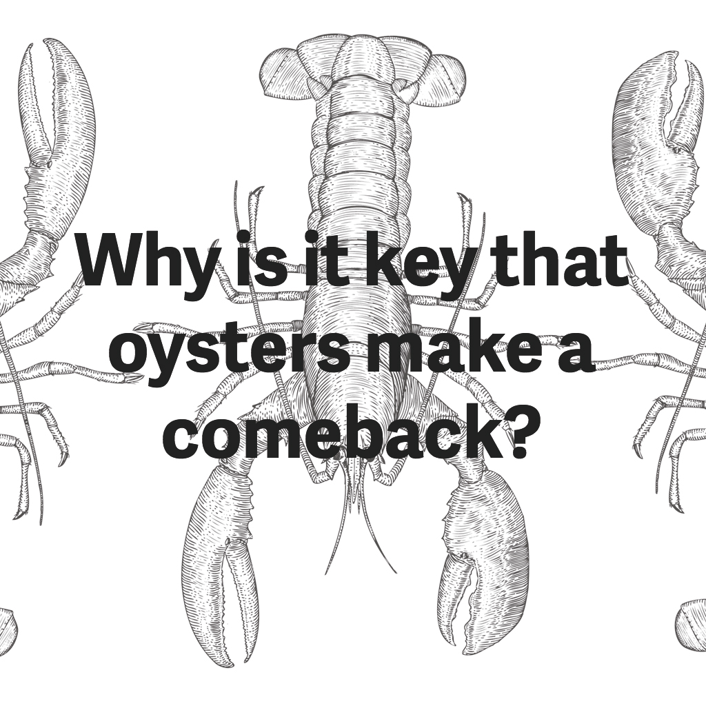 chesapeake-bay-oysters-comeback