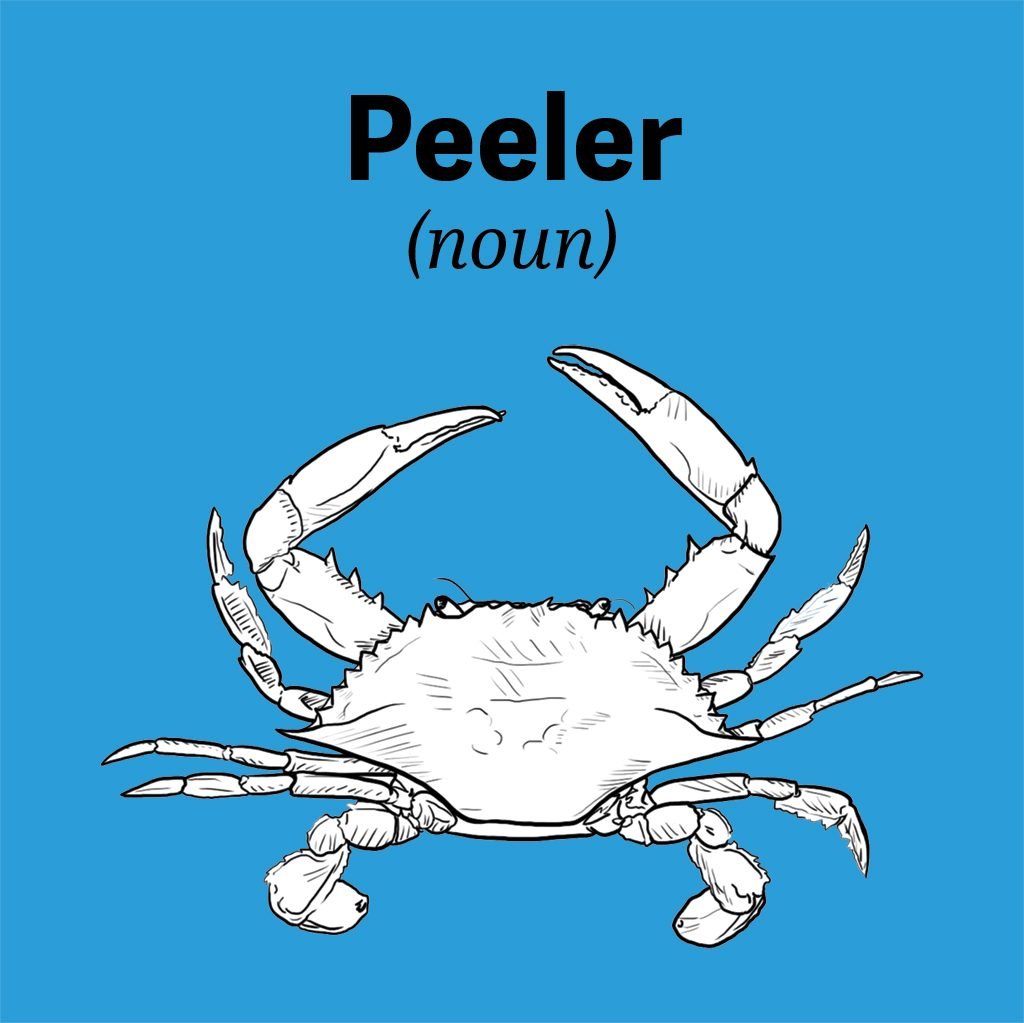 chesapeake-bay-vocab-peeler