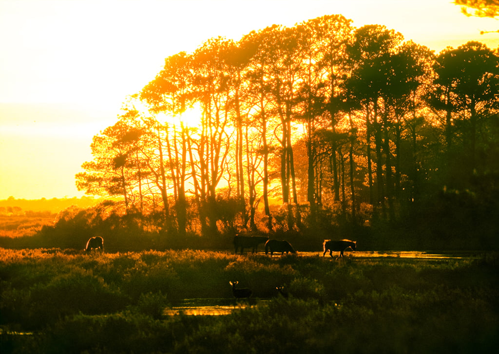 DC-Area Camping: Pitch a tent on Assateague Island to enjoy views of both the ocean and the horses that roam wild there. Photograph by Michael Confer.