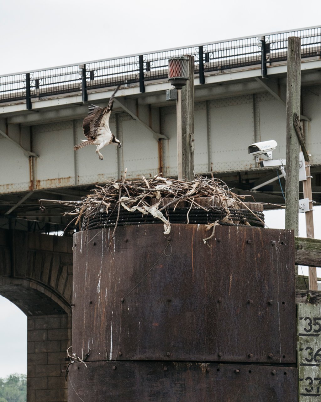 An osprey returns to its eggs–just below Southeast DC's Frederick Douglass Memorial Bridge–as a camera watches. Photograph by Greg Kahn.