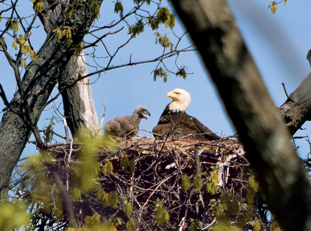 The nest at St. Elizabeths Hospital. Since the eaglets hatched in March, more than 42 million visitors have logged on to watch them online. Photograph by Dan Rauch/DOEE.