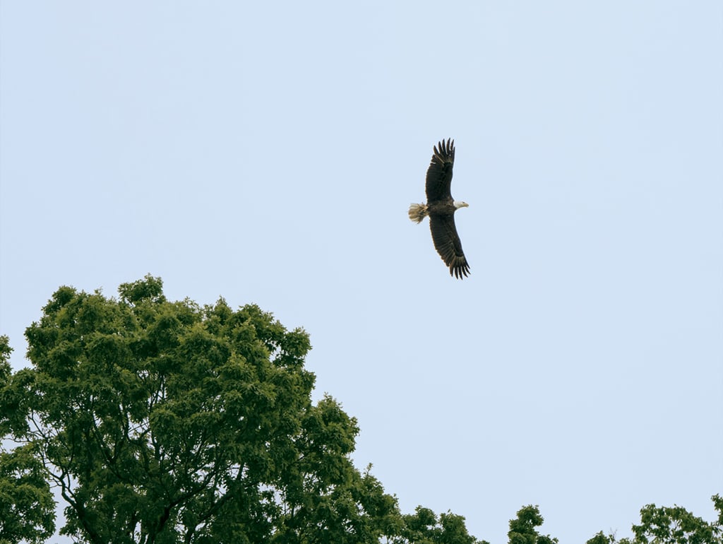 How a Hollywood Producer and a Bunch of Teenagers Brought Bald Eagles Back to DC