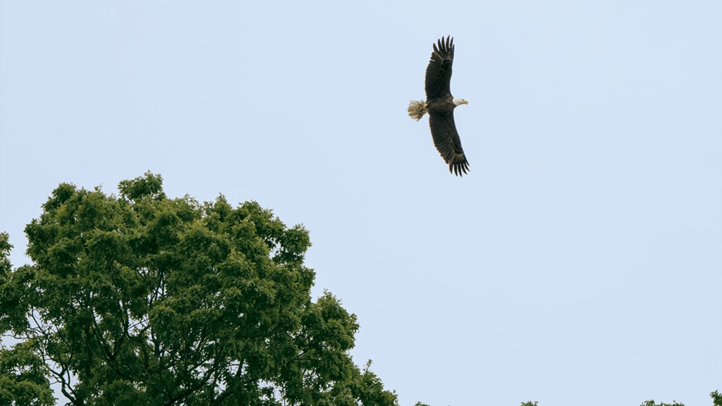 The DC bald eagles: A bald eagle returns to its nest at DC's police academy. Photograph by Greg Kahn.