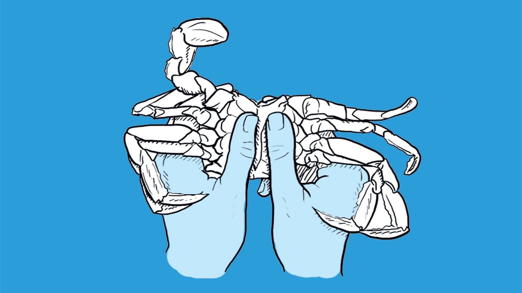 How to eat a crab