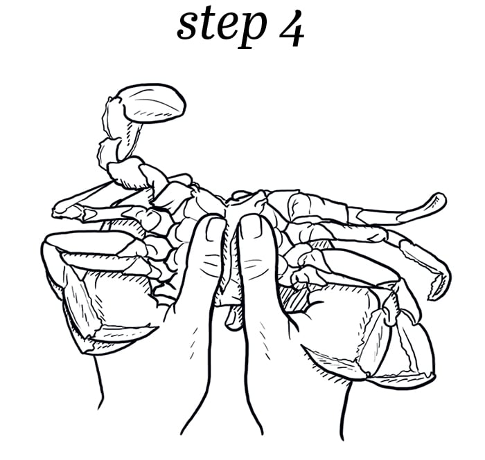 How to eat a crab