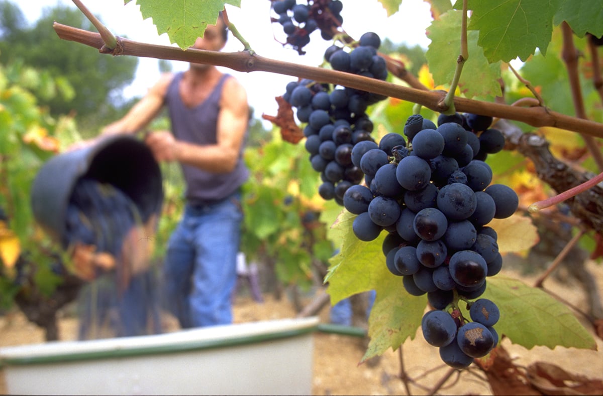 The Best Wine for Father’s Day