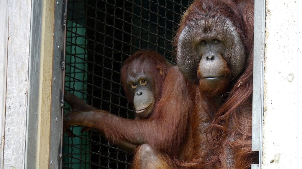 orangutan pregancy. The expecting parents: Batang, left, and Kyle, right. Photograph by Ann Batdorf, Smithsonian’s National Zoo.