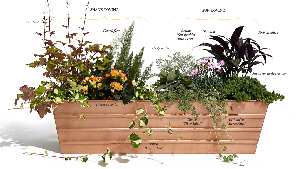 window box garden