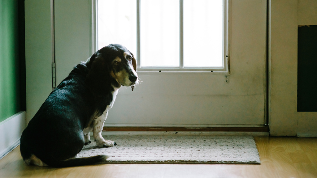 pets tips college. Photograph via iStock.