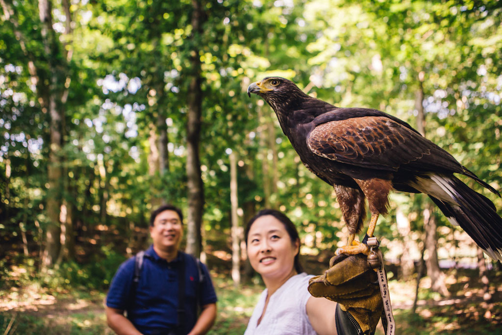 7-21-16-falconry-proposal-engagement-virginia-omni-homestead-resort-10