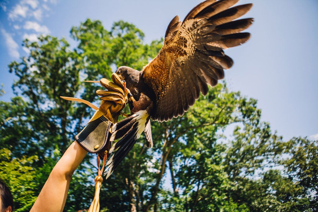 7-21-16-falconry-proposal-engagement-virginia-omni-homestead-resort-2