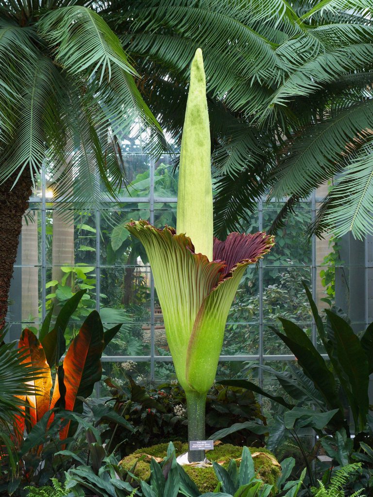 A Corpse Flower Is Blooming in DC, And It Smells Like