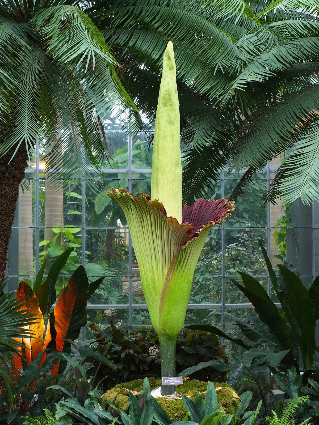 The 2013 titan arum in full bloom. Photograph courtesy of the US Botanical Garden.