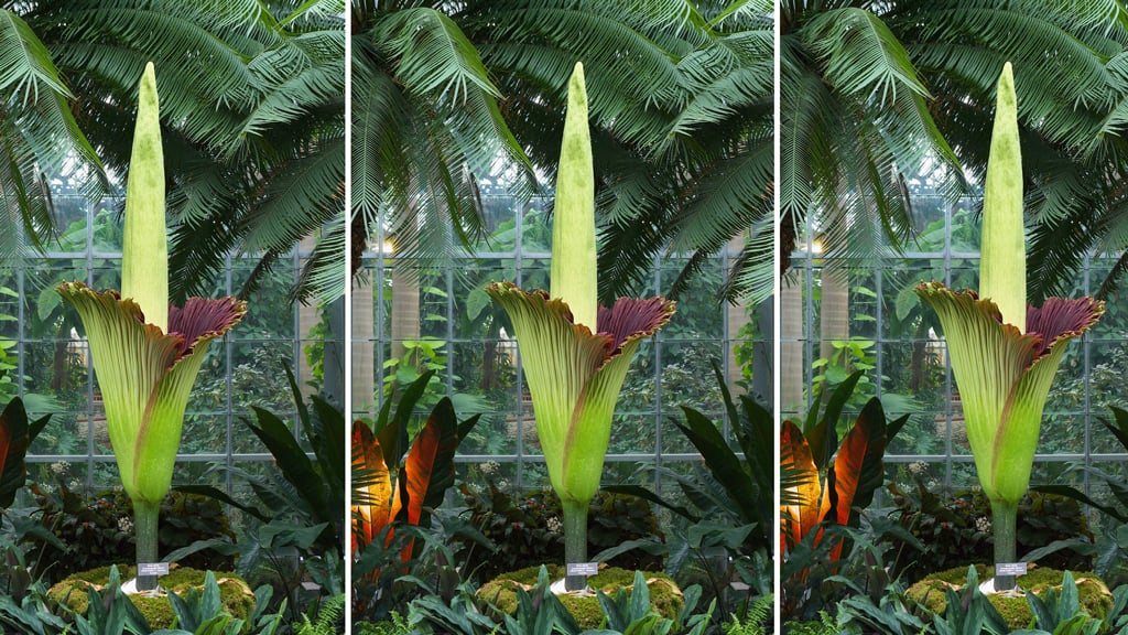 The 2013 titan arum in full bloom. Photograph courtesy of the US Botanical Garden.