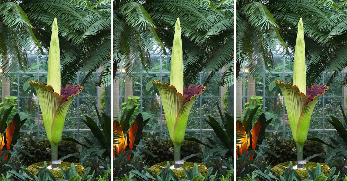 A Corpse Flower Is Blooming in DC, And It Smells Like Death ...