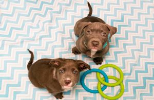 Free Puppies!