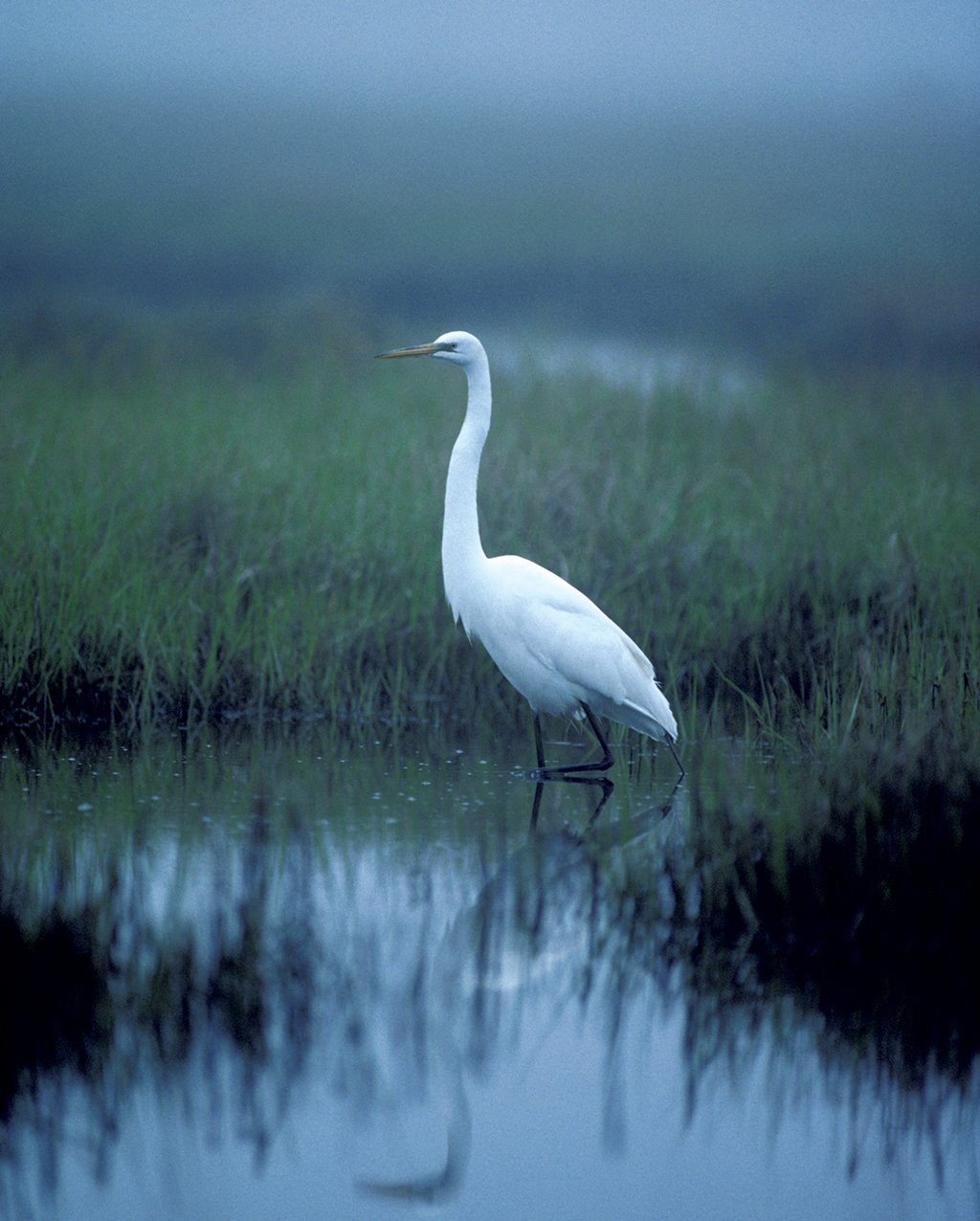 Photograph of egret by WorldFoto/Alamy.