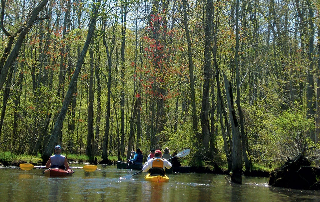 chesapeake-bay-kayaking-paddles-calvert-parkers-creek - Washingtonian Photograph by Joy Woppert.