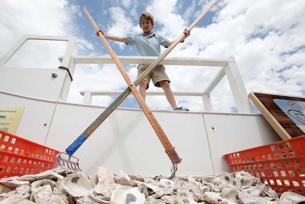 Carson Johns, 9, of Fort Meade harvests oysters at the Oyster Recovery Partnership display during Fort Meade Earth Day 2012.  Photograph by Jen Rynda/Fort George G. Meade via <a href="https://www.flickr.com/photos/ftmeade/6947320974/">Flickr</a>.