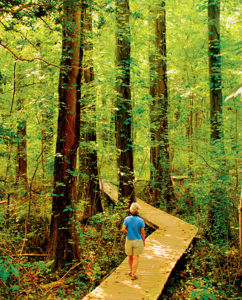 chesapeake-bay-swamp-battlecreek-cypress-walks - Washingtonian Cypress Swamp. Photograph by Pat Blackley/Alamy.