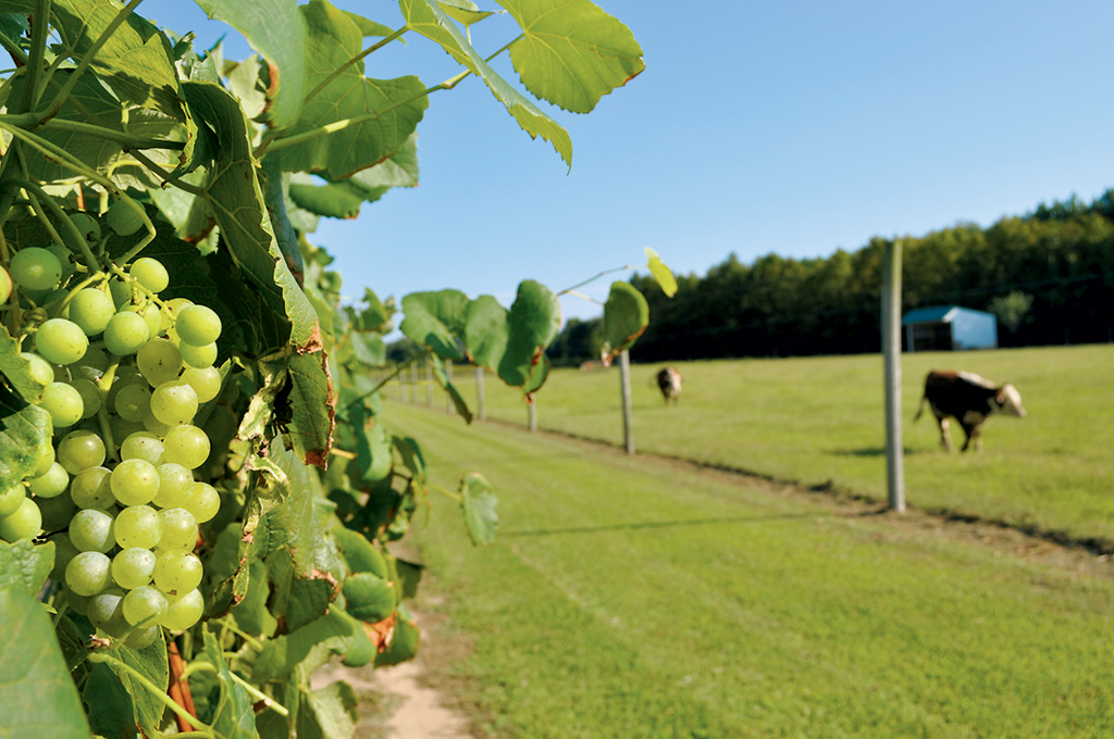 chesapeake-bay-wine-trail-vineyards - Washingtonian Photograph by Loblolly.