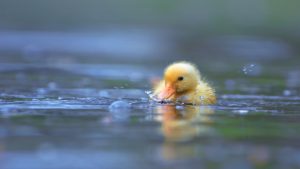 Stop Feeding the Capitol Ducks. Seriously.
