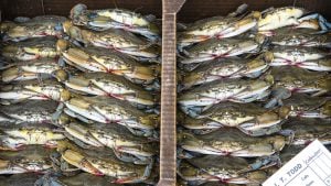 How to Find Out If the Crabs You’re Eating Are Local