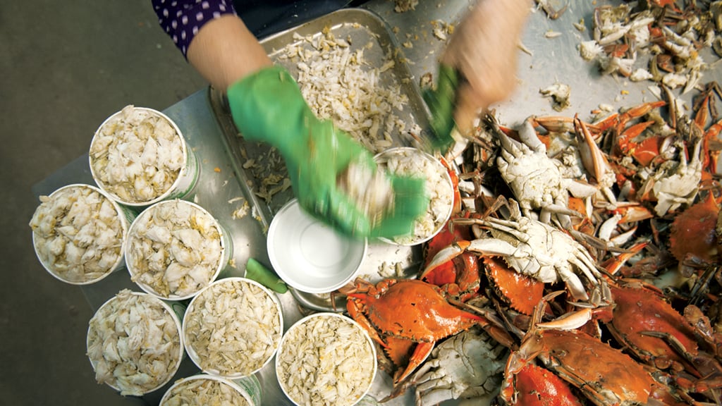 Fresh Chesapeake Bay crab. Photograph by Jay Fleming.