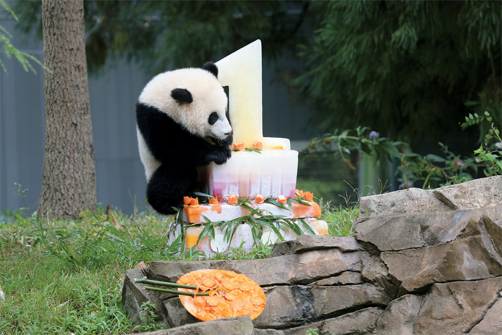 Bao Bao's first birthday. Photograph courtesy of the National Zoo.