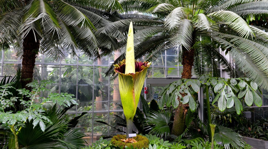 The Corpse Flower Will Hit Peak Smell Between 10 Am And 2 Pm