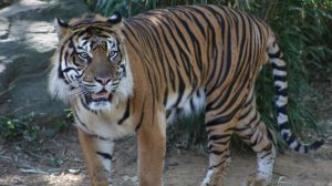 A Sex Tiger Came to Washington Last Year, and Wow, He’s Been Busy