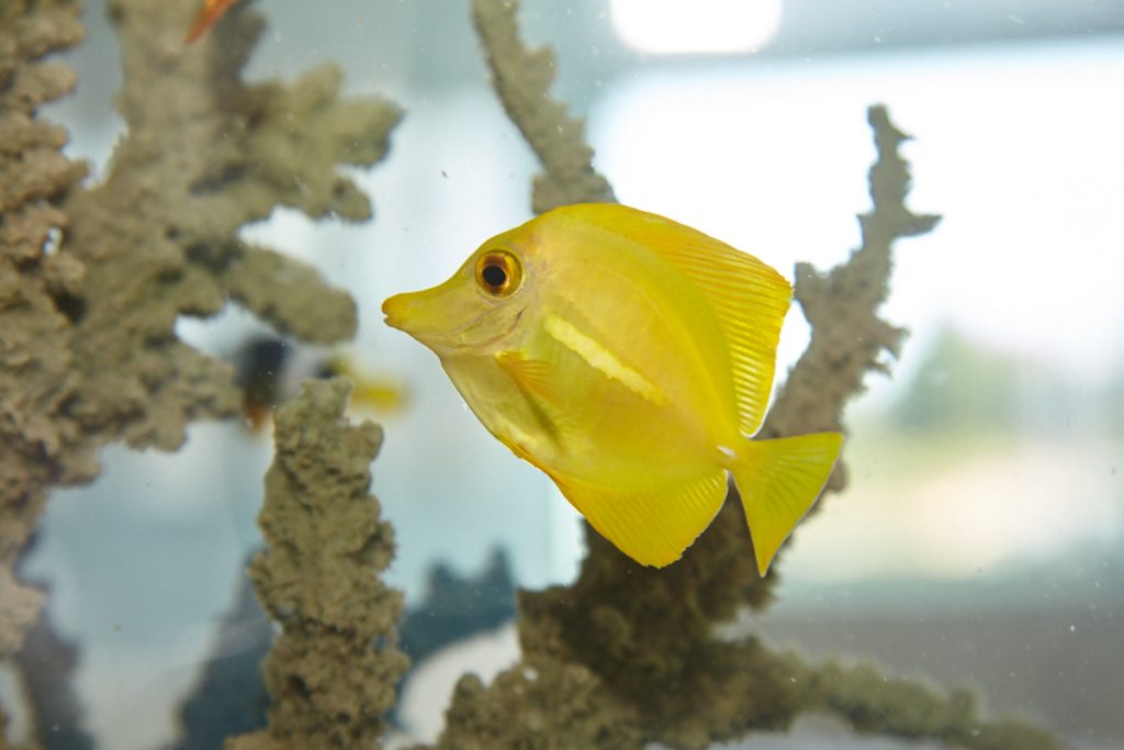 The aquariums hold 150 species, with more on the way. 