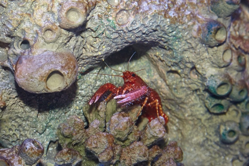 Young species like fish and lobsters have been introduced to the aquariums over the past few months to acclimate. 