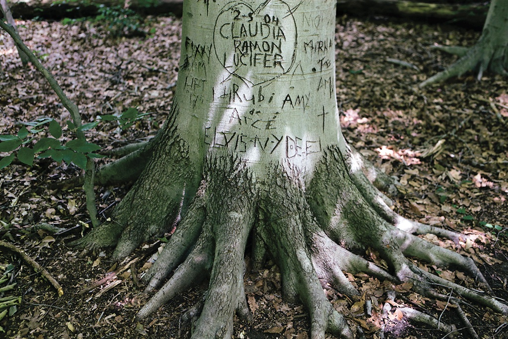 Carved Tree.instory - Washingtonian Photo by Evy Mages.