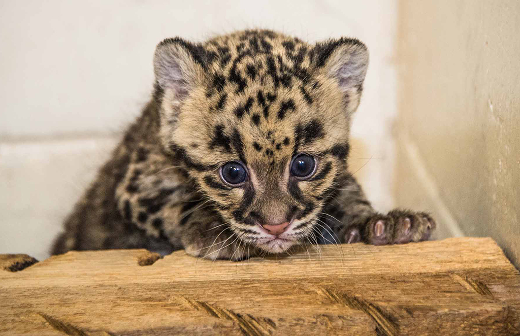 Leopard-Baby - Washingtonian Panda Party Animal Friends National Zoo