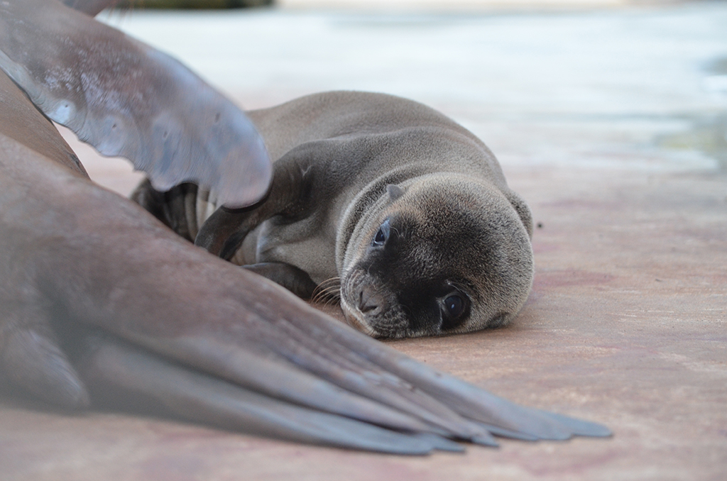 Sea Lion Panda Party