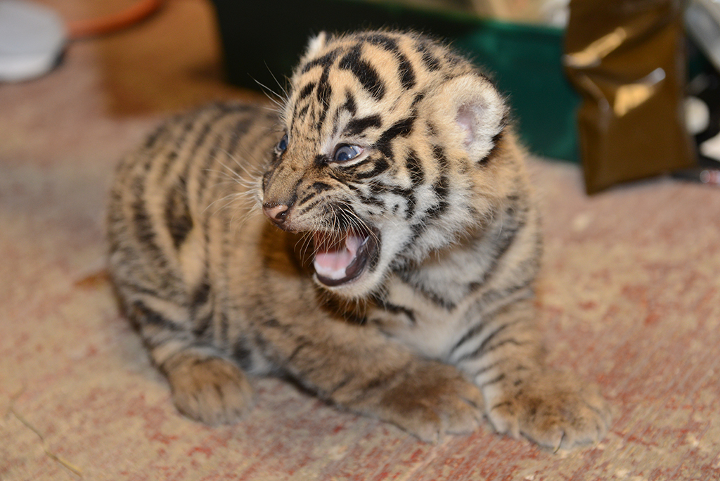 Tiger-Cub - Washingtonian Panda Party Animal Friends National Zoo