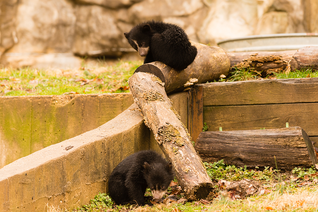 andean-cubs- Panda party animal friends - Washingtonian Panda party animal friends