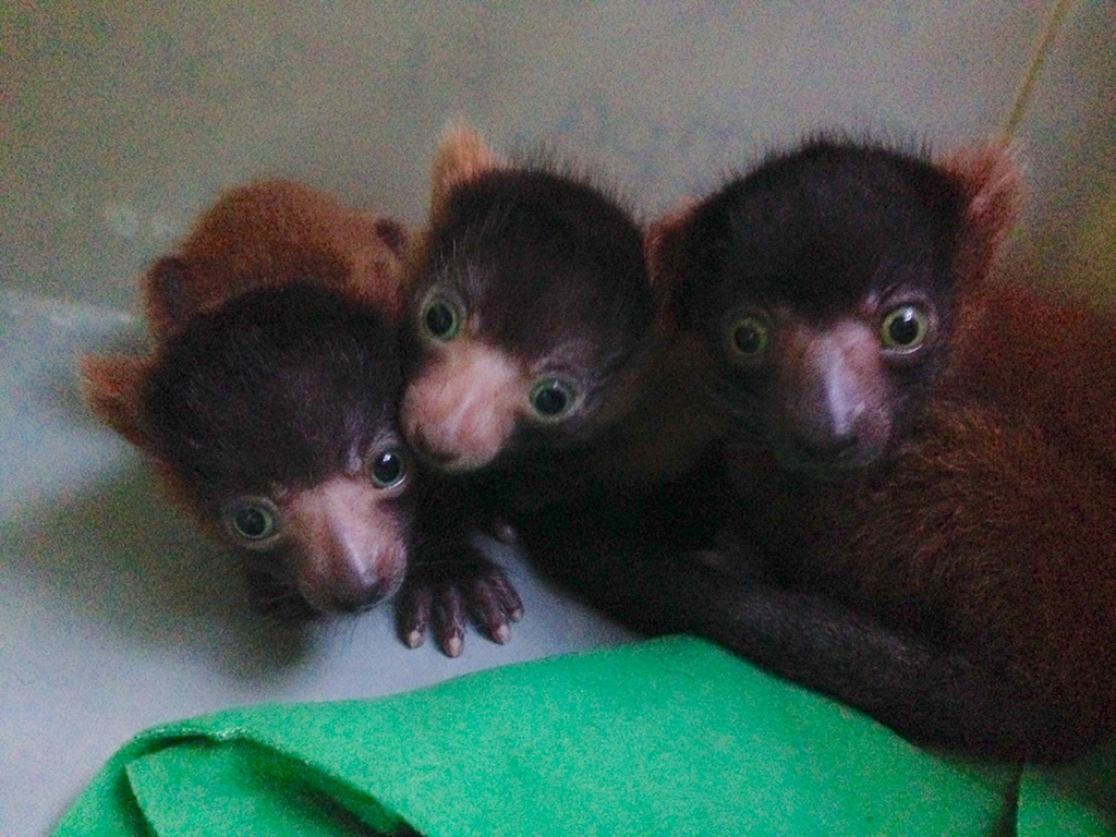 baby-lemurs - Washingtonian Panda Party Animal Friends National Zoo
