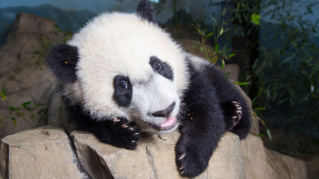 The Cute Animal Friends Who Could Have Livened Up Bei Bei’s Birthday Party