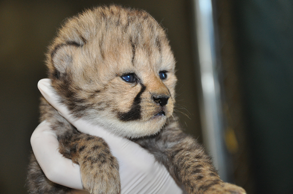 cheetah-cub - Washingtonian Panda Party Animal Friends National Zoo