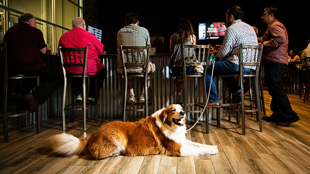 Dog-friendly breweries: Jailbreak Brewery in Laurel. Photograph by Scott Suchman.