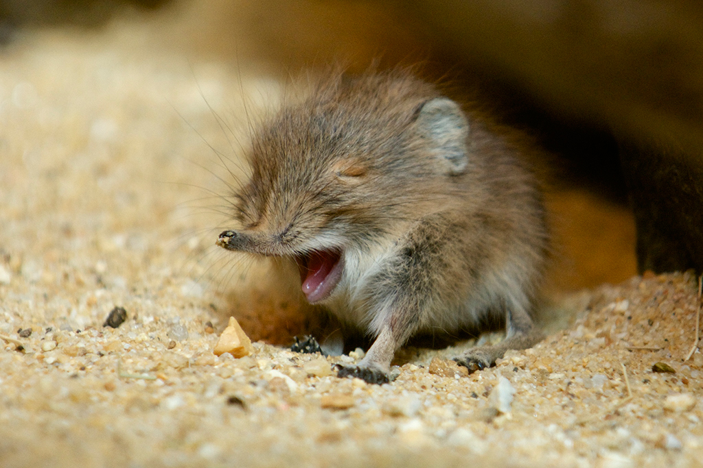 elephant-shrew - Washingtonian Panda Party Animal Friends National Zoo