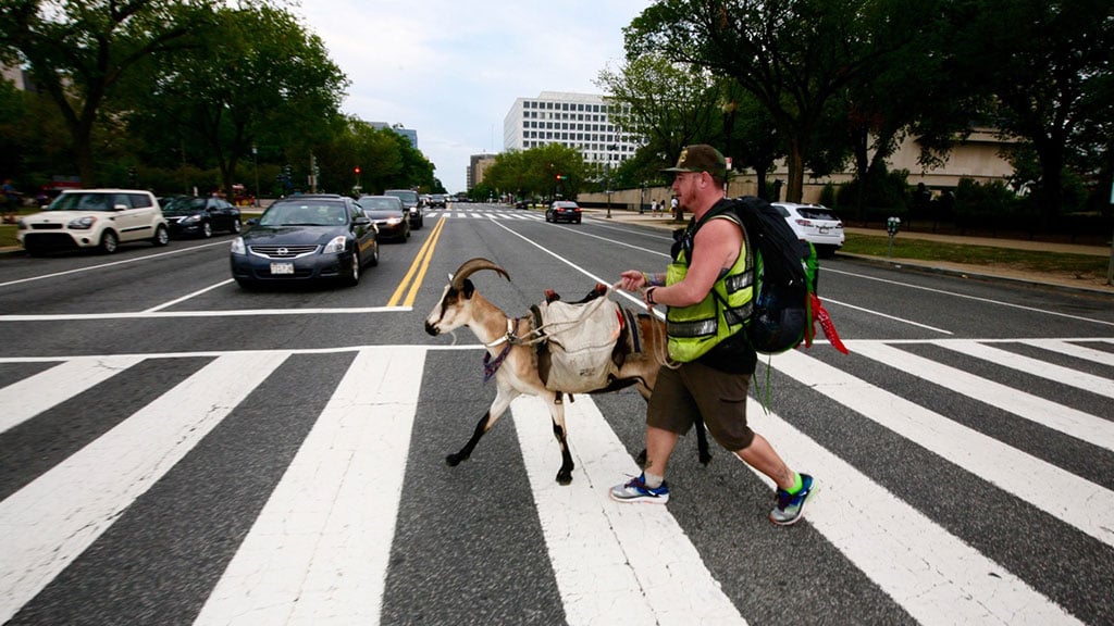 Miles Goat