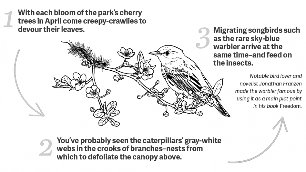 The Critters of Rock Creek Park Biology Diagrams