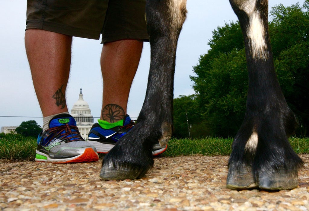 “I’m the Dang Goat’s Pack Animal,” Says Man Walking Across America With Goat