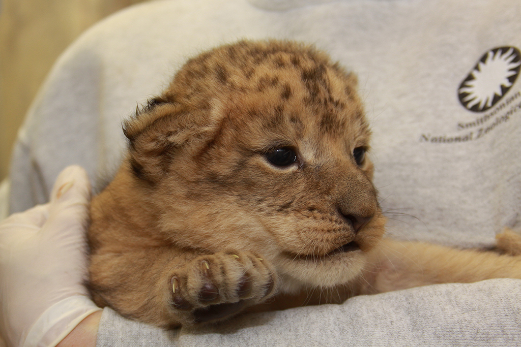 lion-cub3 - Washingtonian Panda Party Animal Friends National Zoo