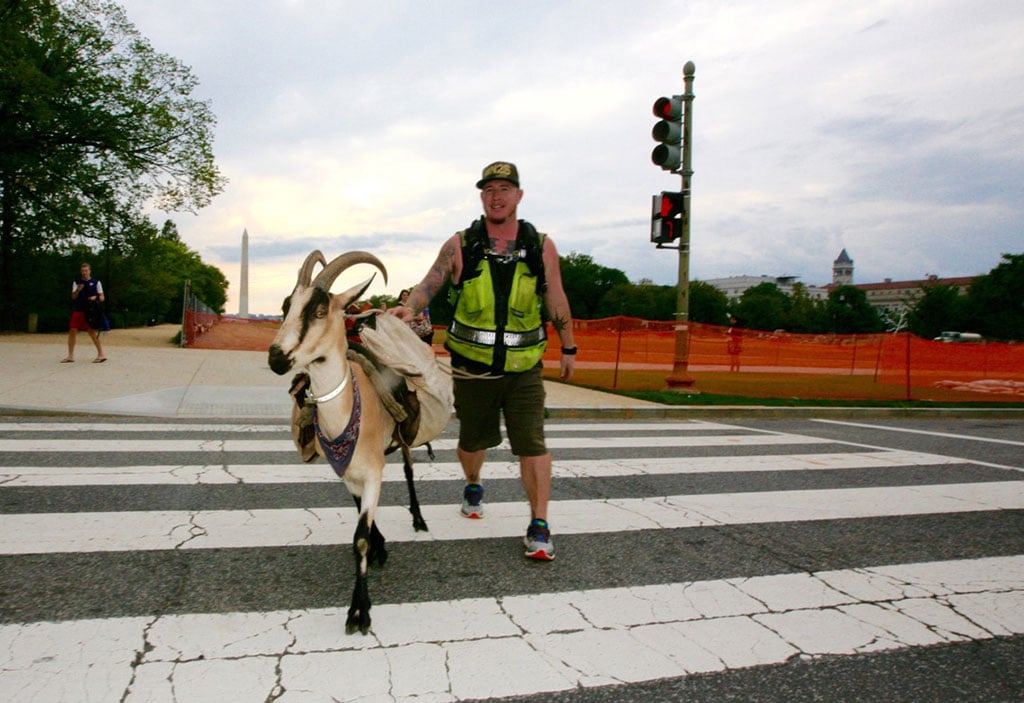Miles Goat National Mall