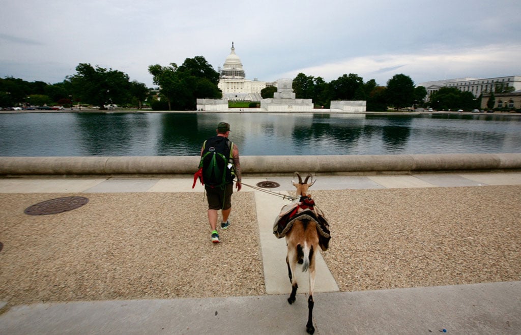 Miles Goat National Mall