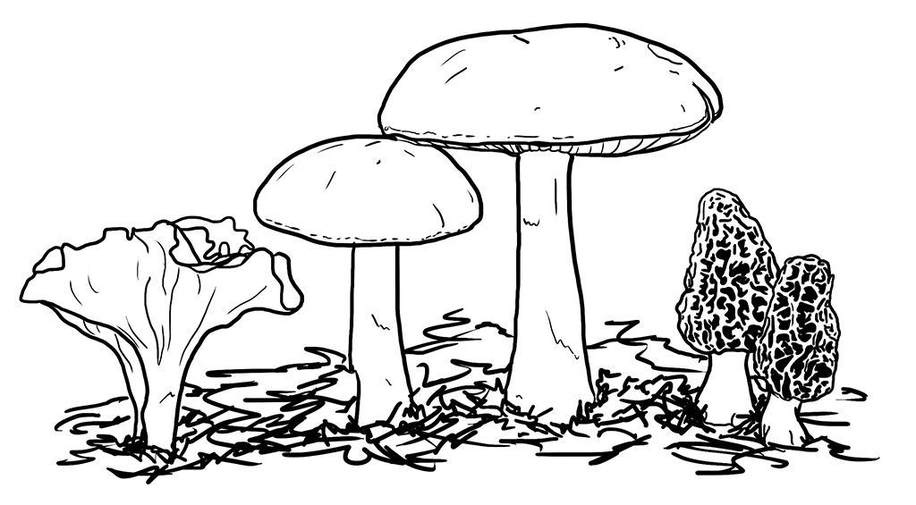 mushrooms-illo - Washingtonian Illustration by Claire McCracken.